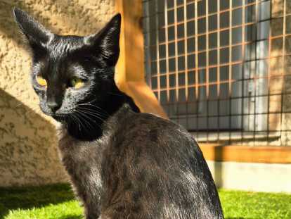 Chatonne Savannah mélanistique F7 sbt à vendre