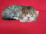 Chatons Exotic Shorthair LOOF à vendre