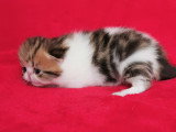 Chatons Exotic Shorthair LOOF à vendre