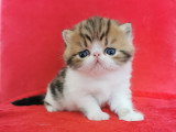 Chatons Exotic Shorthair LOOF à vendre