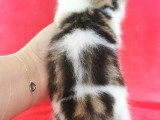Chatons Exotic Shorthair LOOF à vendre
