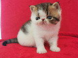 Chatons Exotic Shorthair LOOF à vendre