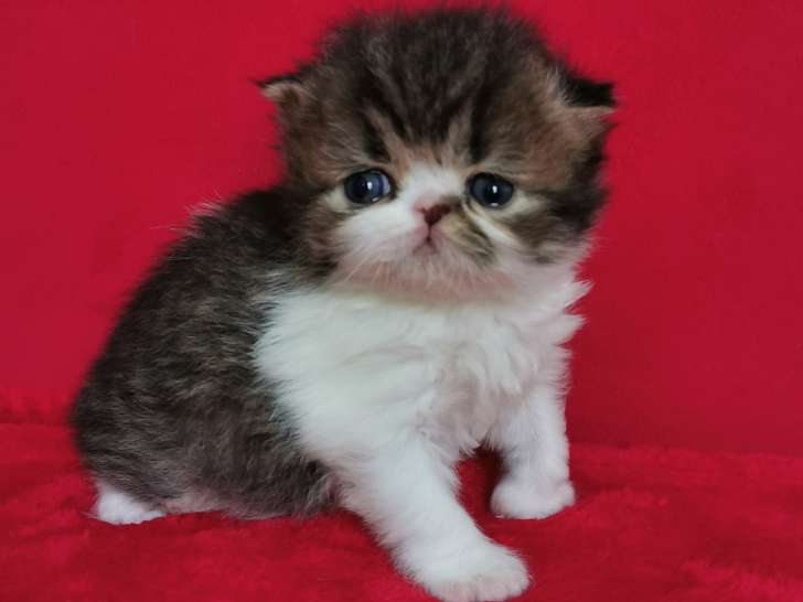 Chatons Exotic Shorthair et Persan LOOF à vendre