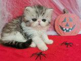 Chatons Exotic Shorthair et Persan LOOF à vendre