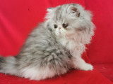 Chatons Exotic Shorthair et Persan LOOF à vendre