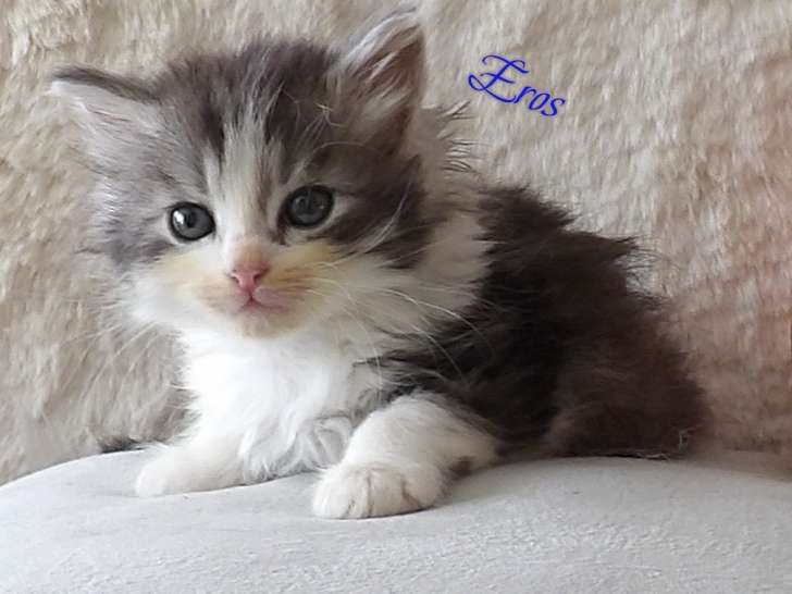 Chatons de type Sibérien à vendre (2 femelles & 3 mâles)