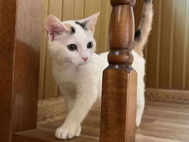Chatonne tricolore à adopter