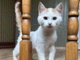 Chaton femelle roux et blanc disponible à l'adoption