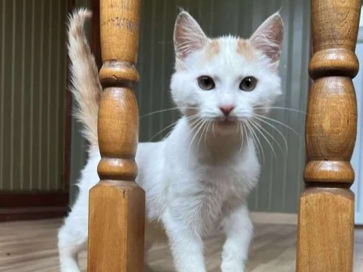 Chaton femelle roux et blanc disponible à l'adoption