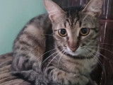 Chaton femelle de 9 mois en attente d'adoption