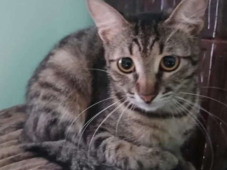 Chaton femelle de 9 mois en attente d'adoption
