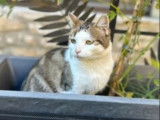 Chatte d'un an à accueillir