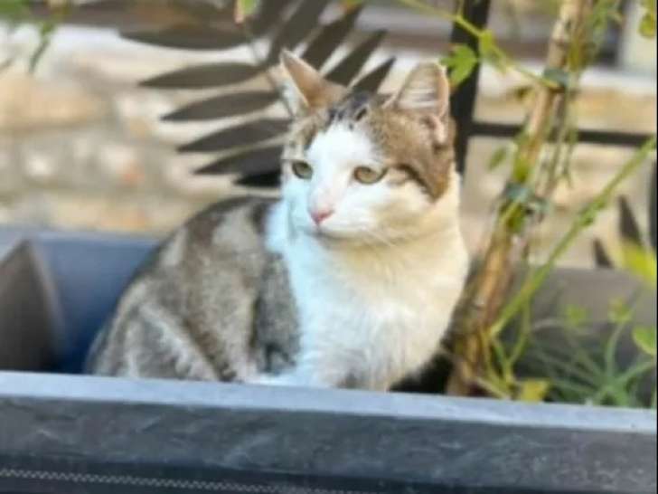 Chatte d'un an à accueillir