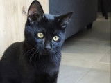 Chaton mâle noir en quête d'un foyer