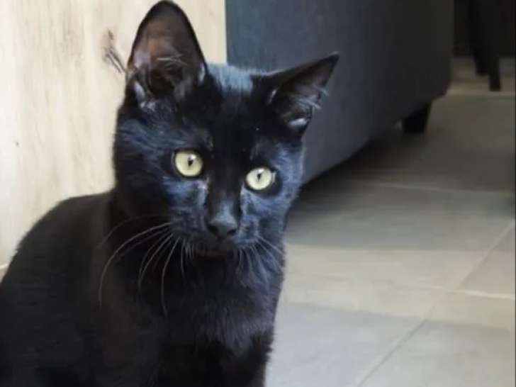 Chaton mâle noir en quête d'un foyer