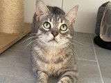 Adoption disponible : chat tigré gris