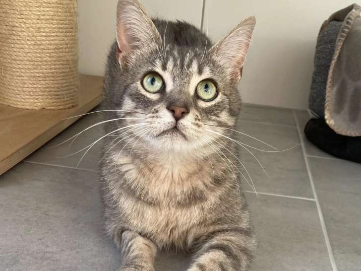 Adoption disponible : chat tigré gris