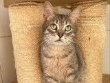 Adoption disponible : chat tigré gris