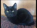 À la recherche d'une famille : chaton mâle de 5 mois