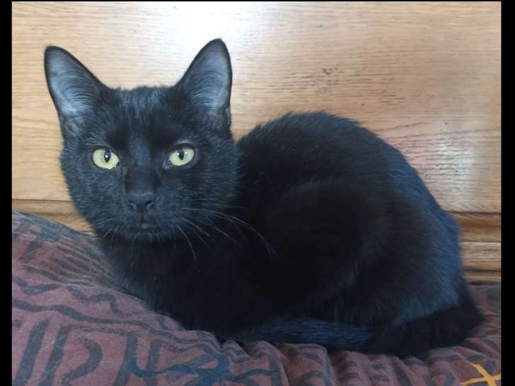 À la recherche d'une famille : chaton mâle de 5 mois