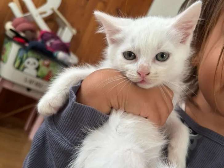 À adopter, chaton femelle blanc