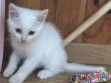 À adopter, chaton femelle blanc