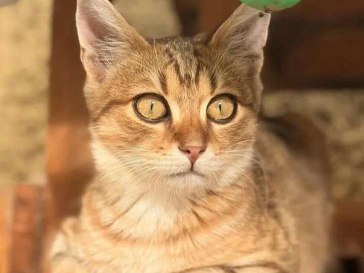 En attente d'adoption, chaton mâle âgé de 5 mois