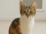 Prête pour l’adoption, chatte de 3 ans