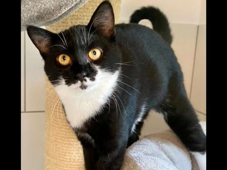 En quête d'un foyer, chatonne noire et blanche