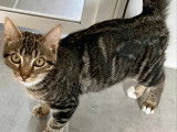 Adoption disponible : chaton mâle tigré