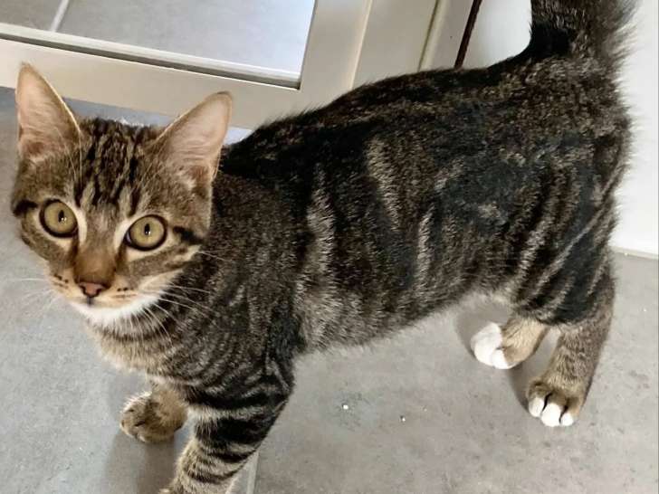 Adoption disponible : chaton mâle tigré
