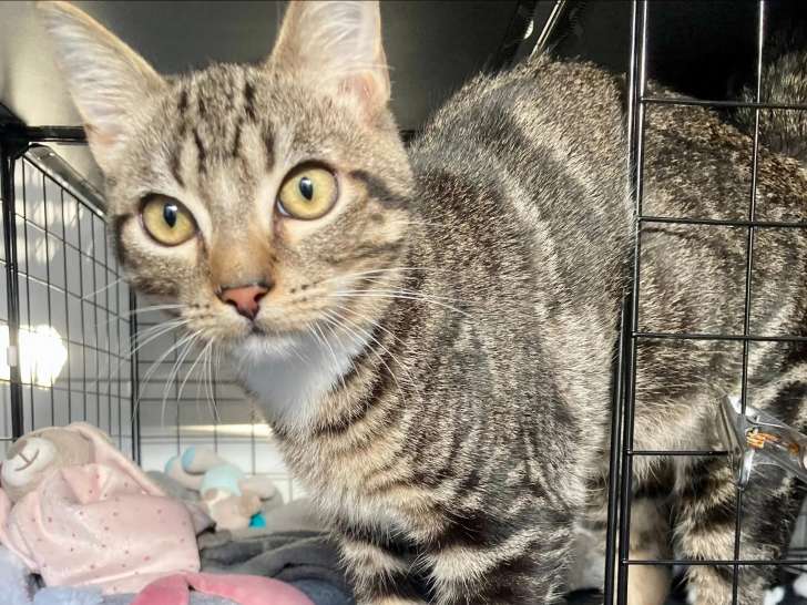 À adopter : chatonne tigrée