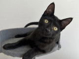 Disponible à l'adoption : chaton mâle noir