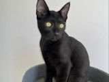Disponible à l'adoption : chaton mâle noir