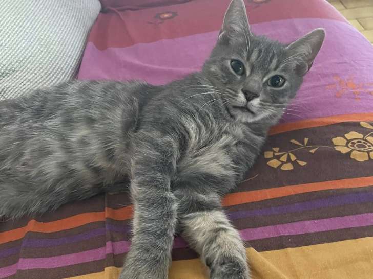 En attente d'adoption : chaton mâle tigré gris