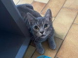 En attente d'adoption : chaton mâle tigré gris