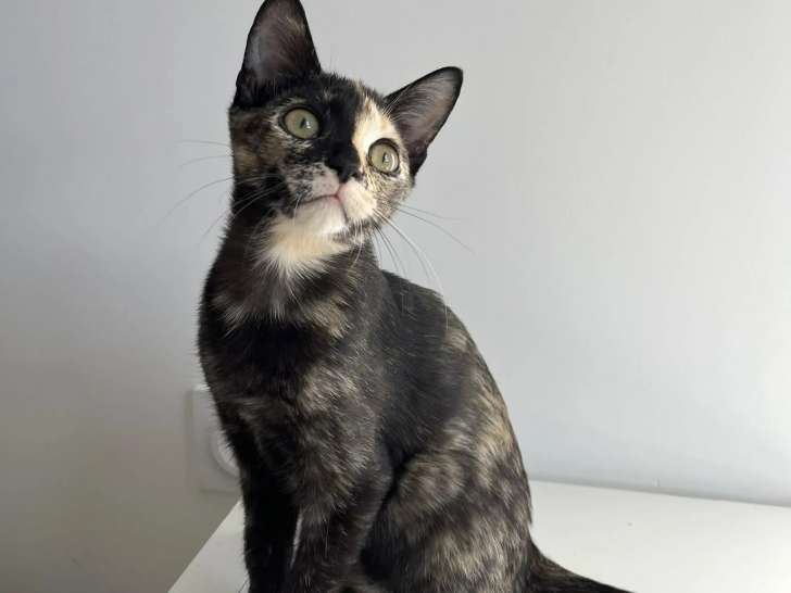 Prêt pour l’adoption : chaton femelle de 3 mois