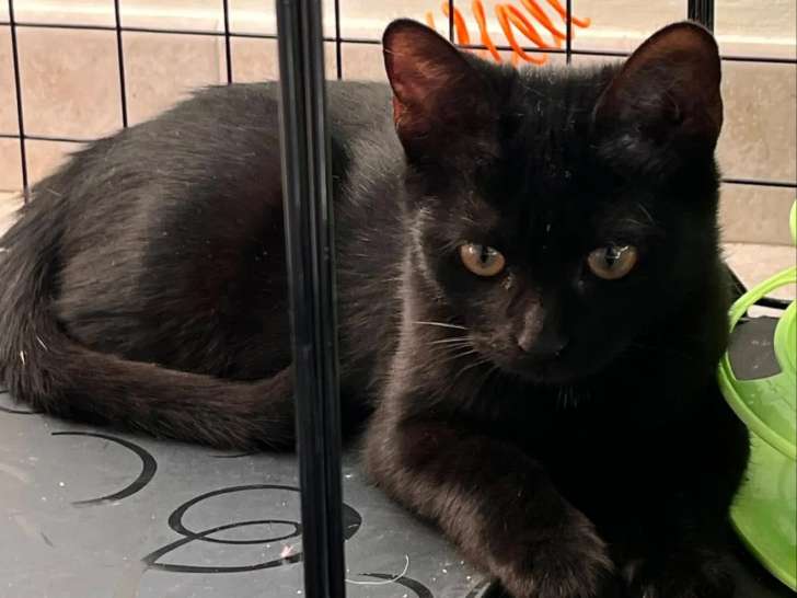 À accueillir : chaton femelle noir