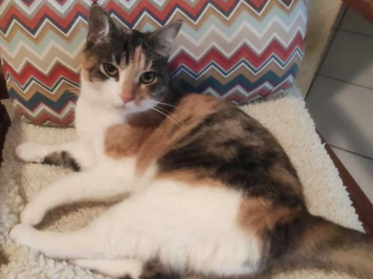 En quête d'un foyer : chatte tricolore