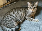 Adoption disponible : chatonne de 7 mois