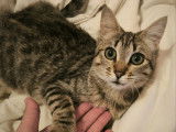Adoption disponible : chatonne de 7 mois