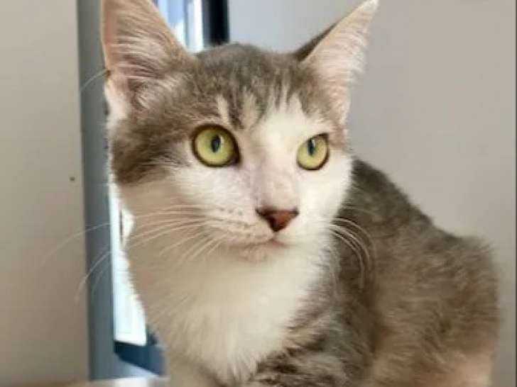 À la recherche d’une famille : chaton femelle gris et blanc