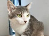 À la recherche d’une famille : chaton femelle gris et blanc