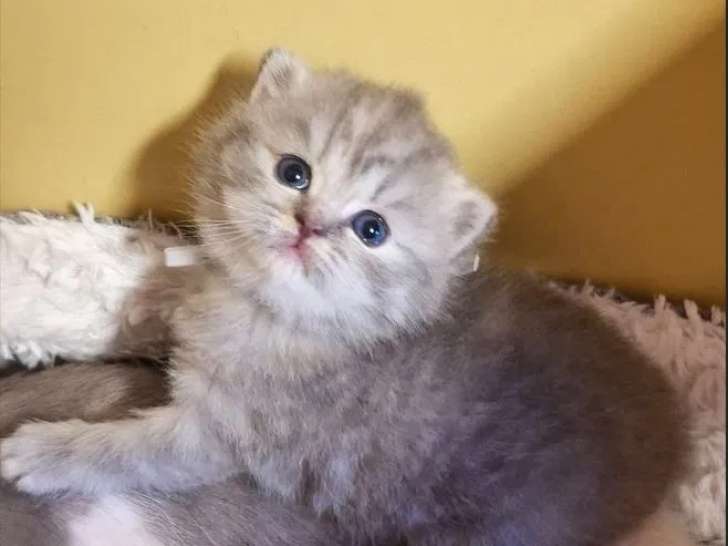 4 chatons Highland Straight disponibles à la vente (LOOF)