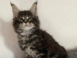 2 chatons Maine Coon à réserver (LOOF)