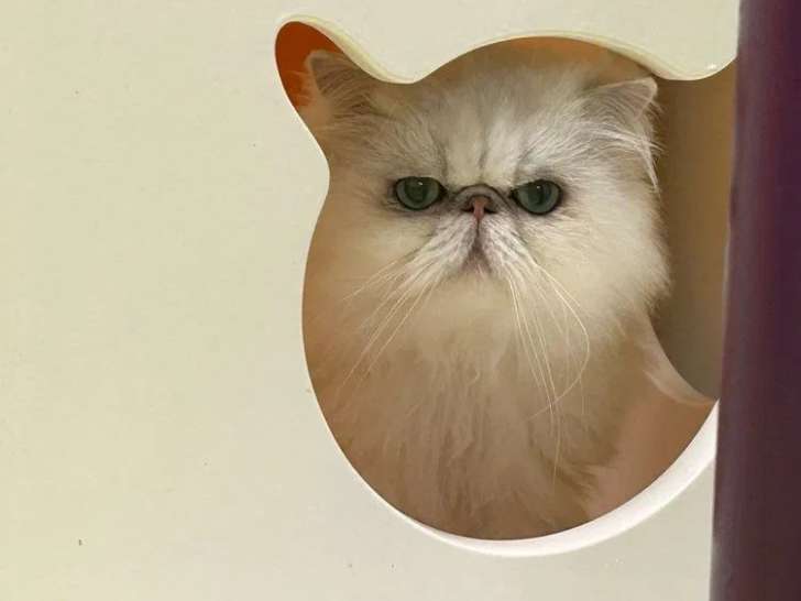 Chat adulte mâle Persan Chinchilla LOOF à vendre