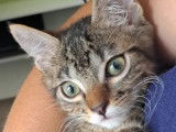À adopter : chatonne de 6 mois