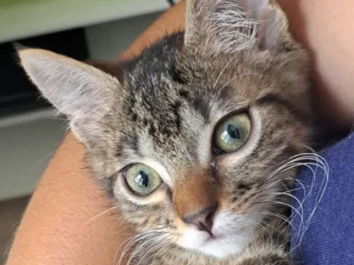 À adopter : chatonne de 6 mois