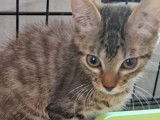 À adopter : chatonne de 6 mois