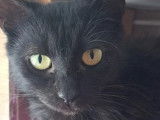 Disponible à l'adoption : chatte de couleur noire